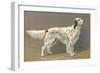 Setter-null-Framed Art Print