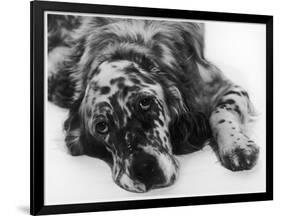 Setter-null-Framed Photographic Print