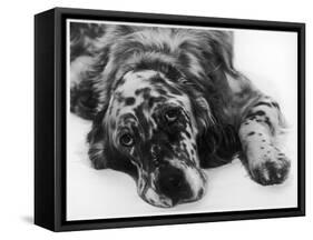 Setter-null-Framed Stretched Canvas