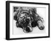 Setter-null-Framed Photographic Print