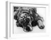 Setter-null-Framed Photographic Print