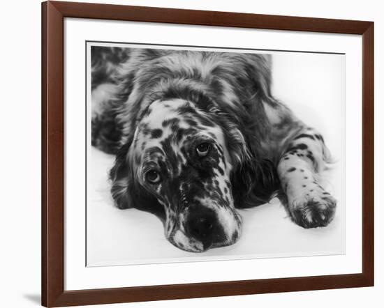 Setter-null-Framed Photographic Print