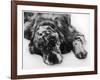 Setter-null-Framed Photographic Print