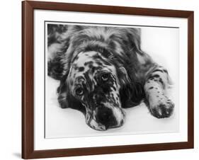 Setter-null-Framed Photographic Print