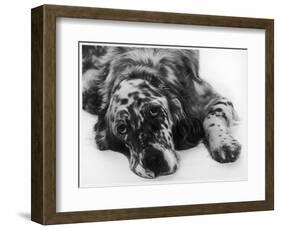 Setter-null-Framed Photographic Print