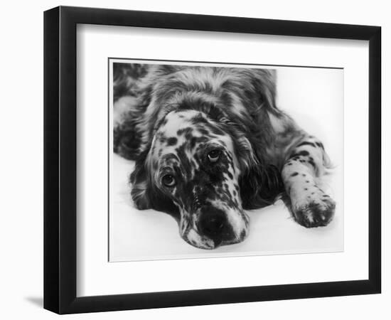 Setter-null-Framed Photographic Print