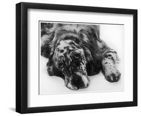 Setter-null-Framed Photographic Print