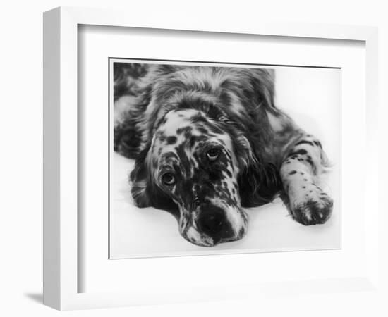 Setter-null-Framed Photographic Print