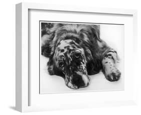 Setter-null-Framed Photographic Print