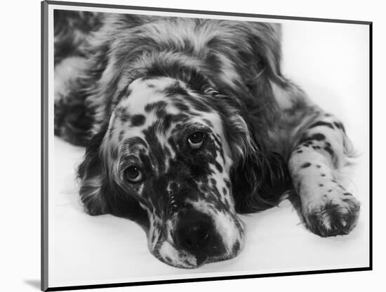 Setter-null-Mounted Photographic Print
