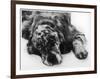 Setter-null-Framed Photographic Print