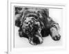 Setter-null-Framed Photographic Print