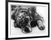 Setter-null-Framed Photographic Print