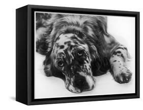 Setter-null-Framed Stretched Canvas