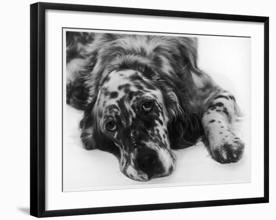 Setter-null-Framed Photographic Print