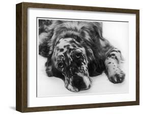 Setter-null-Framed Premium Photographic Print