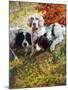Setters-Edmund Henry Osthaus-Mounted Giclee Print