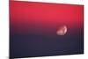 Setting Moon In a Red Sky-Detlev Van Ravenswaay-Mounted Premium Photographic Print