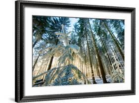 Setting Sun Illuminating the Frozen Forest of Koenigstuhl Mountain (Kings Chair)-Andreas Brandl-Framed Photographic Print