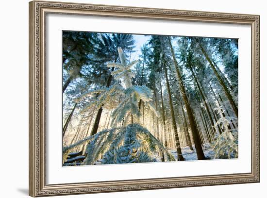 Setting Sun Illuminating the Frozen Forest of Koenigstuhl Mountain (Kings Chair)-Andreas Brandl-Framed Photographic Print