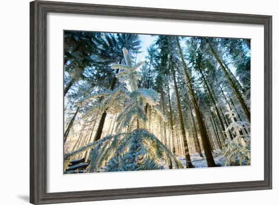 Setting Sun Illuminating the Frozen Forest of Koenigstuhl Mountain (Kings Chair)-Andreas Brandl-Framed Photographic Print