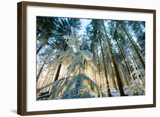 Setting Sun Illuminating the Frozen Forest of Koenigstuhl Mountain (Kings Chair)-Andreas Brandl-Framed Photographic Print