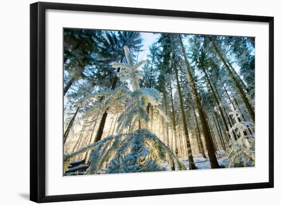 Setting Sun Illuminating the Frozen Forest of Koenigstuhl Mountain (Kings Chair)-Andreas Brandl-Framed Photographic Print