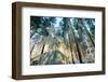 Setting Sun Illuminating the Frozen Forest of Koenigstuhl Mountain (Kings Chair)-Andreas Brandl-Framed Photographic Print