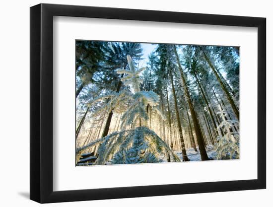 Setting Sun Illuminating the Frozen Forest of Koenigstuhl Mountain (Kings Chair)-Andreas Brandl-Framed Photographic Print