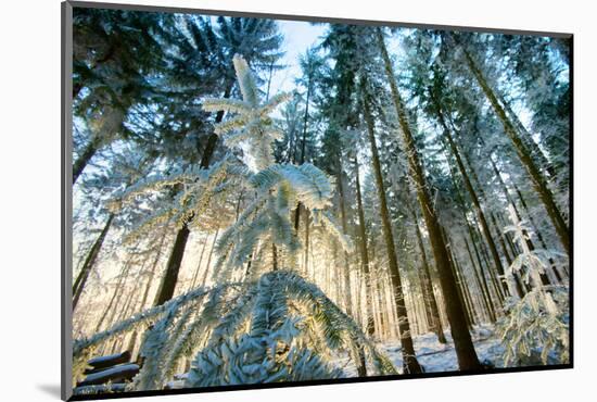 Setting Sun Illuminating the Frozen Forest of Koenigstuhl Mountain (Kings Chair)-Andreas Brandl-Mounted Photographic Print