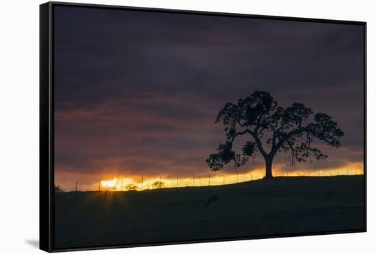 Setting Sun Peek, Twisted Oak Tree,  Mount Diablo, Walnut Creek-Vincent James-Framed Stretched Canvas