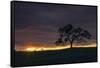 Setting Sun Peek, Twisted Oak Tree,  Mount Diablo, Walnut Creek-Vincent James-Framed Stretched Canvas