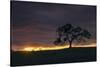 Setting Sun Peek, Twisted Oak Tree,  Mount Diablo, Walnut Creek-Vincent James-Stretched Canvas