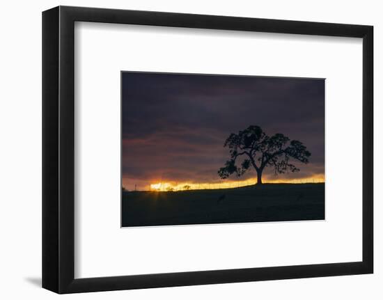 Setting Sun Peek, Twisted Oak Tree,  Mount Diablo, Walnut Creek-Vincent James-Framed Photographic Print