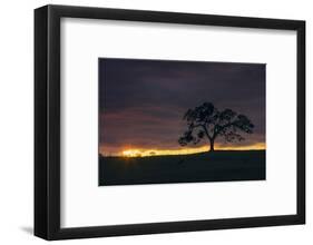 Setting Sun Peek, Twisted Oak Tree,  Mount Diablo, Walnut Creek-Vincent James-Framed Photographic Print