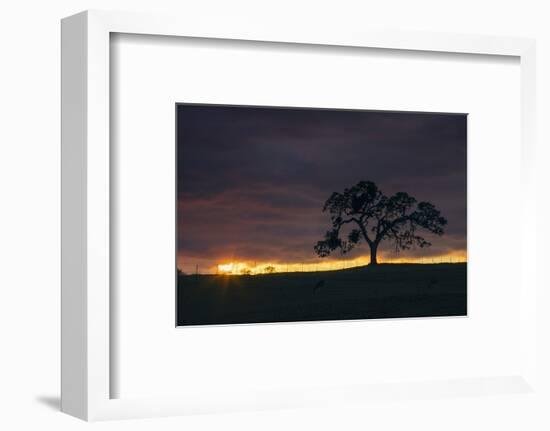 Setting Sun Peek, Twisted Oak Tree,  Mount Diablo, Walnut Creek-Vincent James-Framed Photographic Print