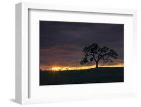 Setting Sun Peek, Twisted Oak Tree,  Mount Diablo, Walnut Creek-Vincent James-Framed Photographic Print