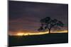Setting Sun Peek, Twisted Oak Tree,  Mount Diablo, Walnut Creek-Vincent James-Mounted Photographic Print