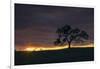 Setting Sun Peek, Twisted Oak Tree,  Mount Diablo, Walnut Creek-Vincent James-Framed Photographic Print