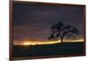 Setting Sun Peek, Twisted Oak Tree,  Mount Diablo, Walnut Creek-Vincent James-Framed Photographic Print