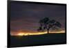 Setting Sun Peek, Twisted Oak Tree,  Mount Diablo, Walnut Creek-Vincent James-Framed Photographic Print