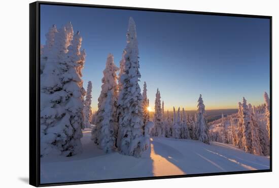 Setting sun through forest of snow ghosts at Whitefish, Montana, USA-Chuck Haney-Framed Stretched Canvas