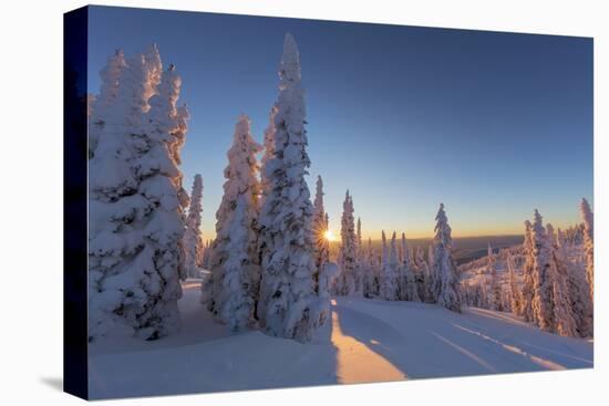 Setting sun through forest of snow ghosts at Whitefish, Montana, USA-Chuck Haney-Stretched Canvas