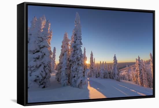 Setting sun through forest of snow ghosts at Whitefish, Montana, USA-Chuck Haney-Framed Stretched Canvas