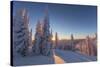 Setting sun through forest of snow ghosts at Whitefish, Montana, USA-Chuck Haney-Stretched Canvas