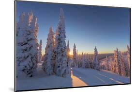 Setting sun through forest of snow ghosts at Whitefish, Montana, USA-Chuck Haney-Mounted Photographic Print