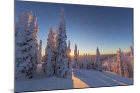 Setting sun through forest of snow ghosts at Whitefish, Montana, USA-Chuck Haney-Mounted Photographic Print