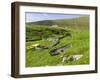 Settlement Near Ham Voe and Old Row Boats in the Harbor, Scotland-Martin Zwick-Framed Photographic Print