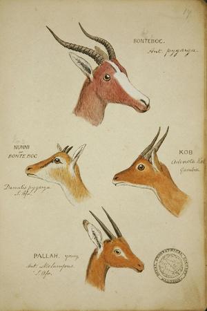 https://imgc.allpostersimages.com/img/posters/seven-antelopes-gazelles-c-1863_u-L-PLPT2M0.jpg?artPerspective=n