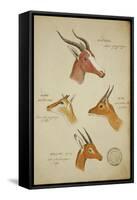 Seven Antelopes/Gazelles, C.1863-John Hanning Speke-Framed Stretched Canvas